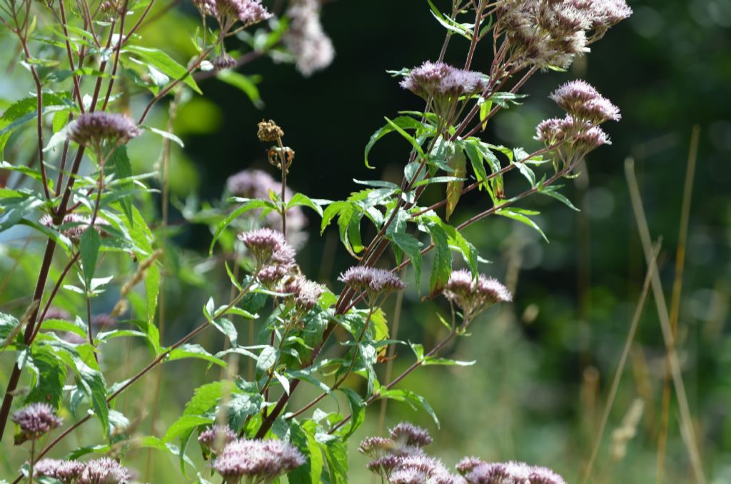Val Brembana, (BG) : Eupatorium cannabinum